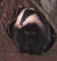 Badger