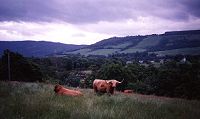 Highland Cows