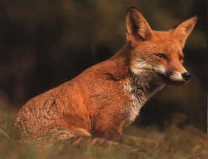 Fox