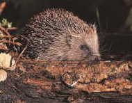 Hedgehog