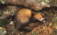 Polecat