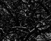 Branches (2004)