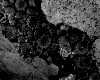 Cacti (2004)