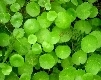 Circle Leaves (2003)