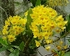 Yellow Flowers I (2003)