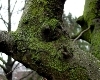 Moss On Bark (2004)