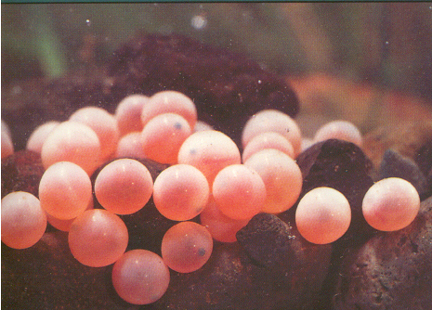 eggs.jpg (180833 bytes)