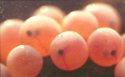 eggs2.jpg (140155 bytes)