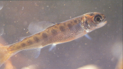 fry3.jpg (135701 bytes)
