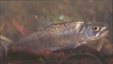 fry4.jpg (136806 bytes)