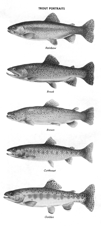 troutportraits.jpg (105628 bytes)