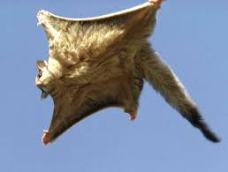 Ant_Tossing_Flying-Squirrel