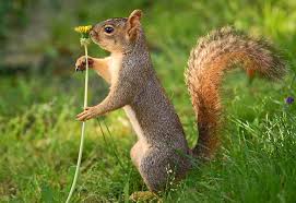 Ant_Tossing_Tall-Squirrel