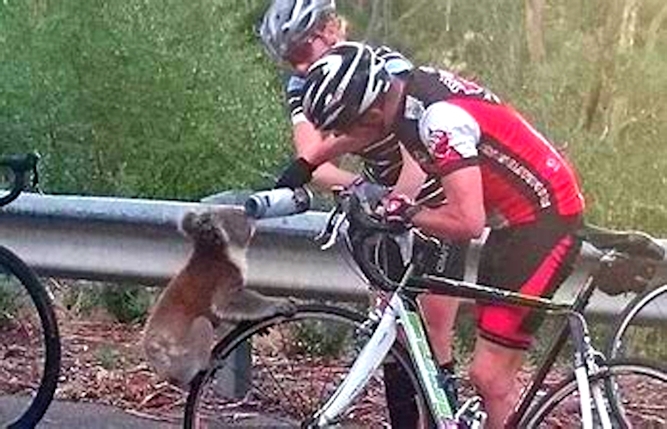 Bike_Koala-drinking_3__.jpg