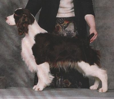 Ch. Gleneire's Calamity Jane