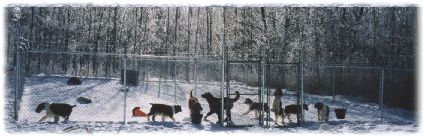 Some of the Gleneire Gang playing in the snow