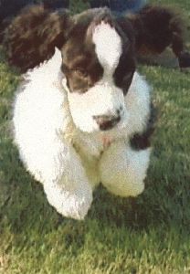Scout