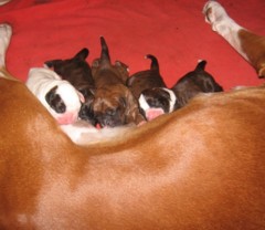Emma's puppies 1 day old (June 2007)