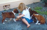 Glenmorne puppies and friend