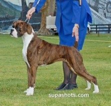 Best In Show at 14� months under Mrs Barb Balaam (Queensland)