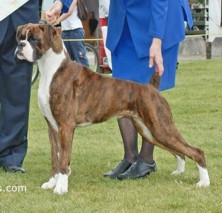 Emily Jane wins Best of Group at 14� months under Mr Jim Black (Victoria)