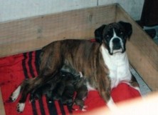  Clancy's Babies 
