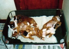 Sheridan's pups