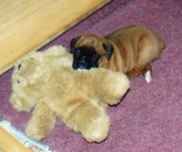 Dakota with her Teddy