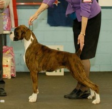 Emily wins BIS at Wgtn Boxer Club Show under USA Judge Mrs Janet Sinclair