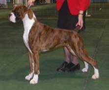 Winning Junior in Show at Pencarrow Kennel Assn