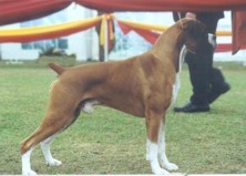 Aust. Grand Ch Phoenix Harrison Ford winning Best of Breed at the Adelaide Royal Show 2003