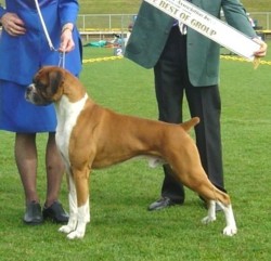 Justin wins Reserve of Group & NZ Bred In Show under Theo Horchener (Victoria)