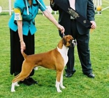 Justin wins Junior In Show under Mr Keith Jump, UK
