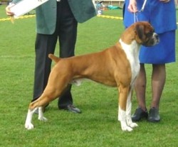 Grand Champion Glenmorne Justin Style