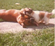 Lhasa Apso playing