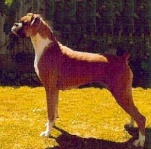 Ch Von Frolik Dashing Lady