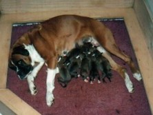 Lexi's babies