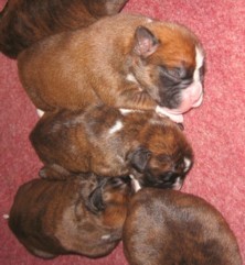 Pups 4 days old December 2008)