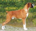 Ch 

Glenmorne Red Hot Rumour
