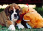 A Glenmorne pup and friend