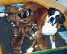Sheridan and Puppies