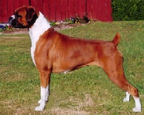 Ch Glenmorne Steela Heart