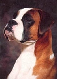 Ch. Glenmorne Raisin Kane