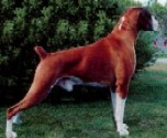 NZ Ch Phoenix Starbuck (imp Aust)