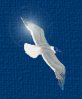 sailingseagull.jpg (2593 bytes)