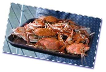 Glenn Koshut - crabfest!