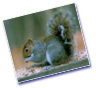 Glenn Koshut - Isn't he cute?