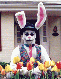 Not too SKIPPY Rabbit