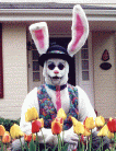 Skippy Rabbit