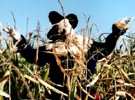 Scarecrow from Oz